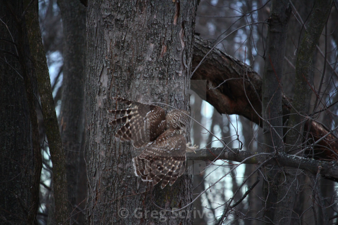 "Barred Owl" stock image