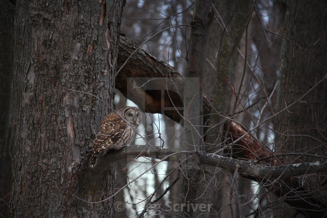 "Barred Owl" stock image