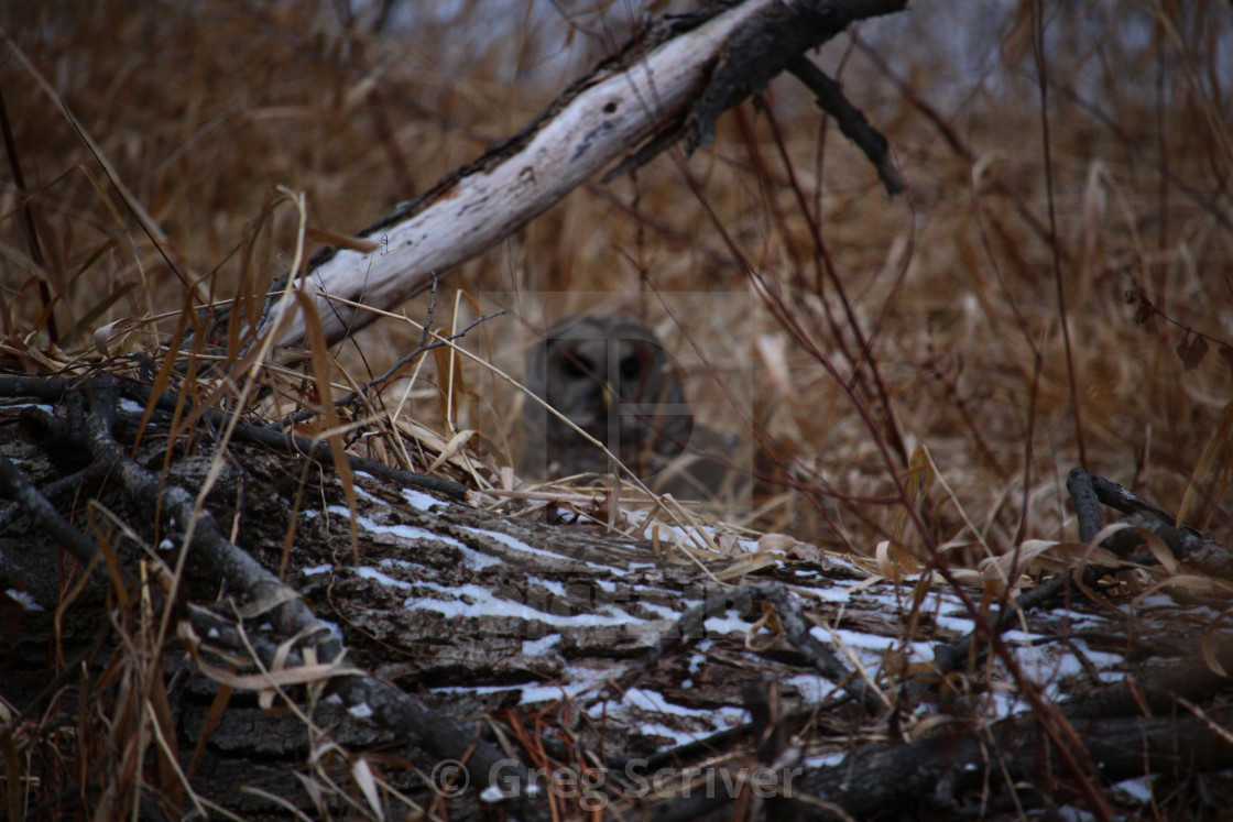 "Barred Owl" stock image