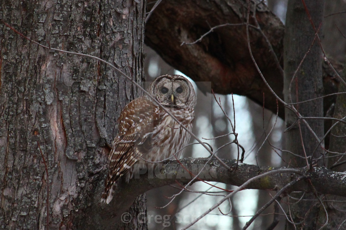 "Barred Owl" stock image