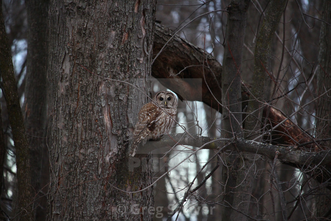 "Barred Owl" stock image