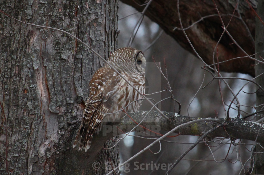 "Barred Owl" stock image