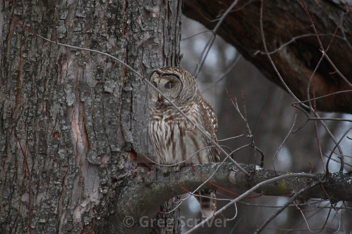 "Barred Owl" stock image