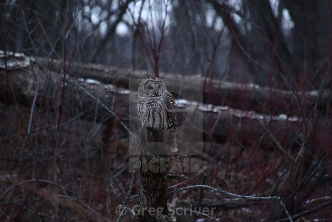 "Barred Owl" stock image