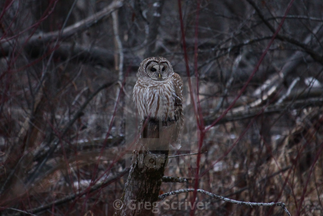 "Barred Owl" stock image