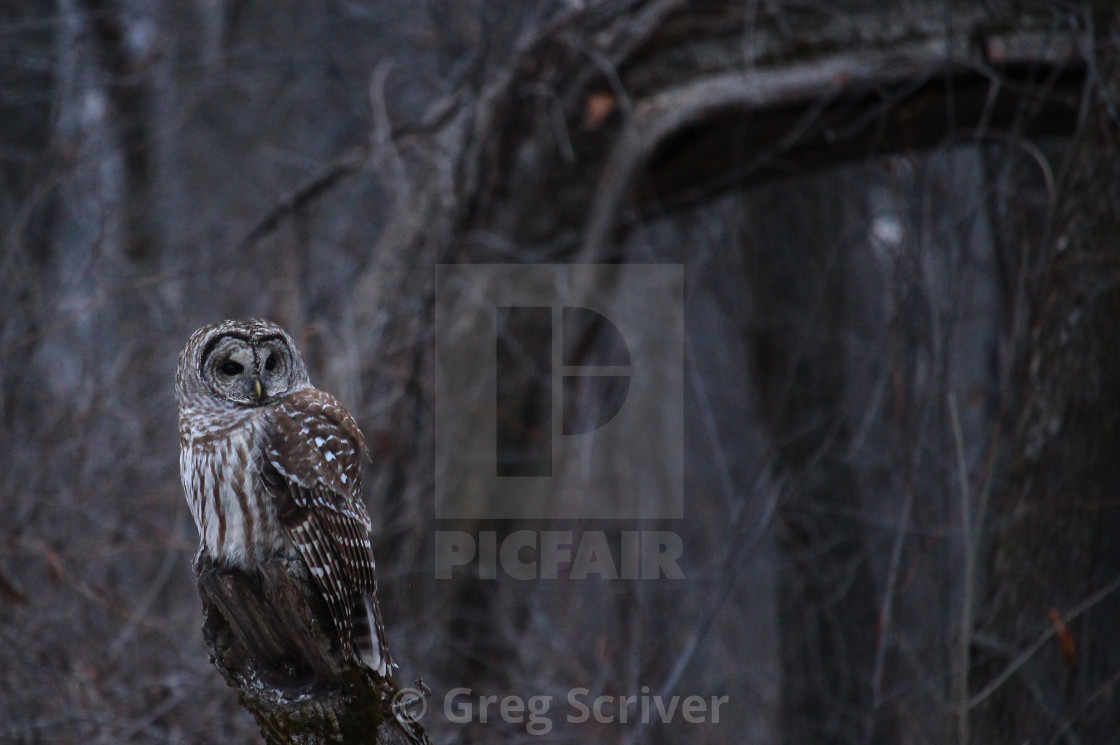 "Barred Owl" stock image