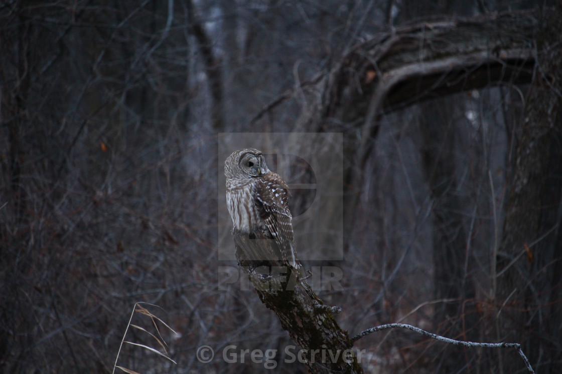 "Barred Owl" stock image