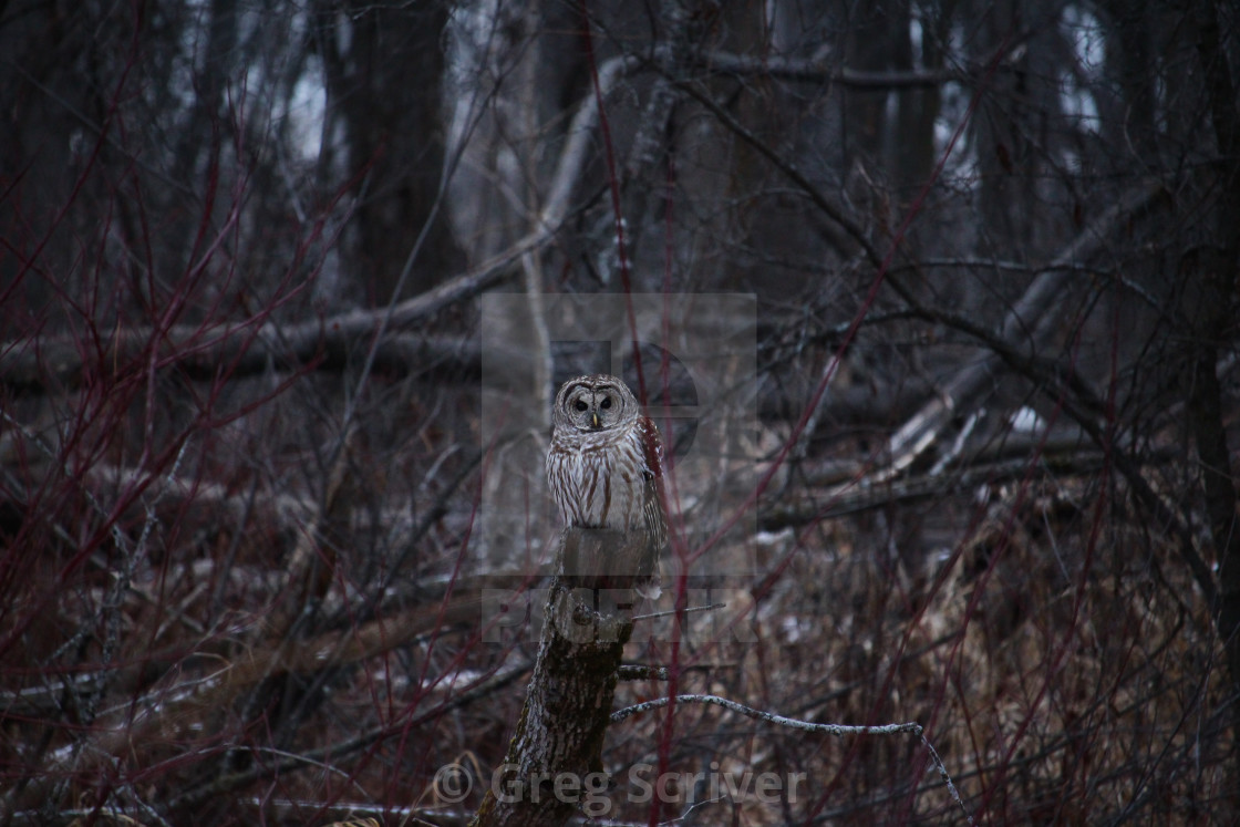 "Barred Owl" stock image