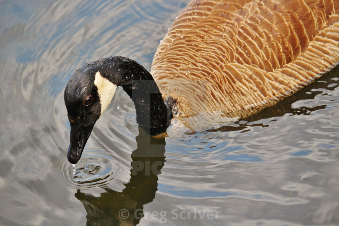 "Canada Goose" stock image