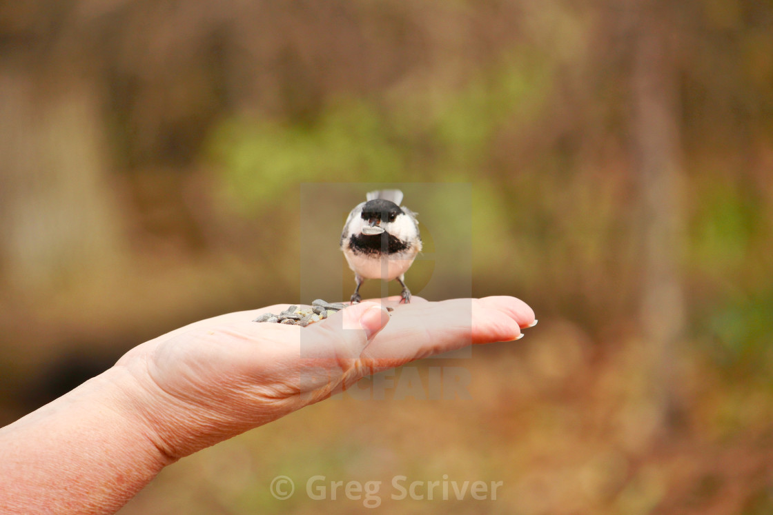 "Chickadee" stock image