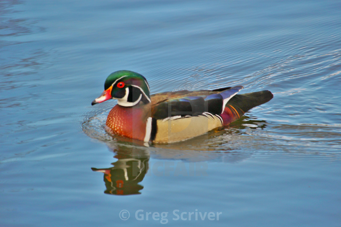 "Wood Duck" stock image