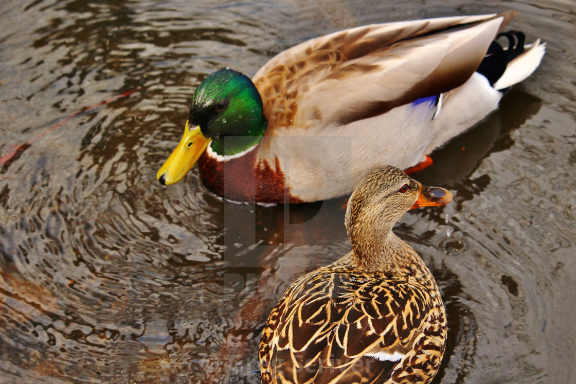 "Male and female mallard duck" stock image