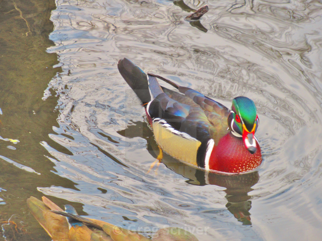 "Wood Duck" stock image