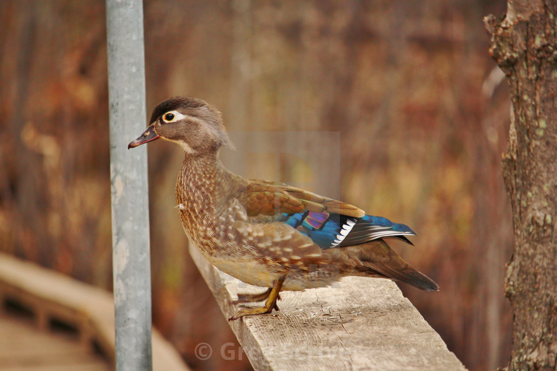 "Female Wood Duck" stock image