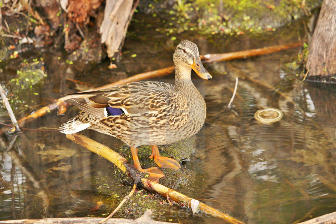 "Female Wood Duck" stock image