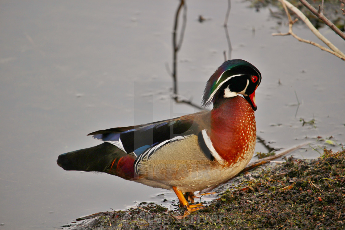 "Male Wood Duck" stock image