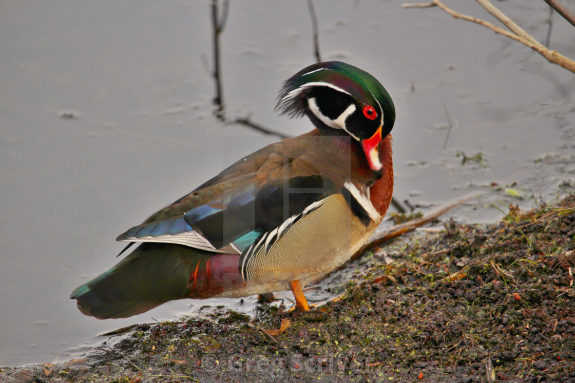 "Male Wood Duck" stock image