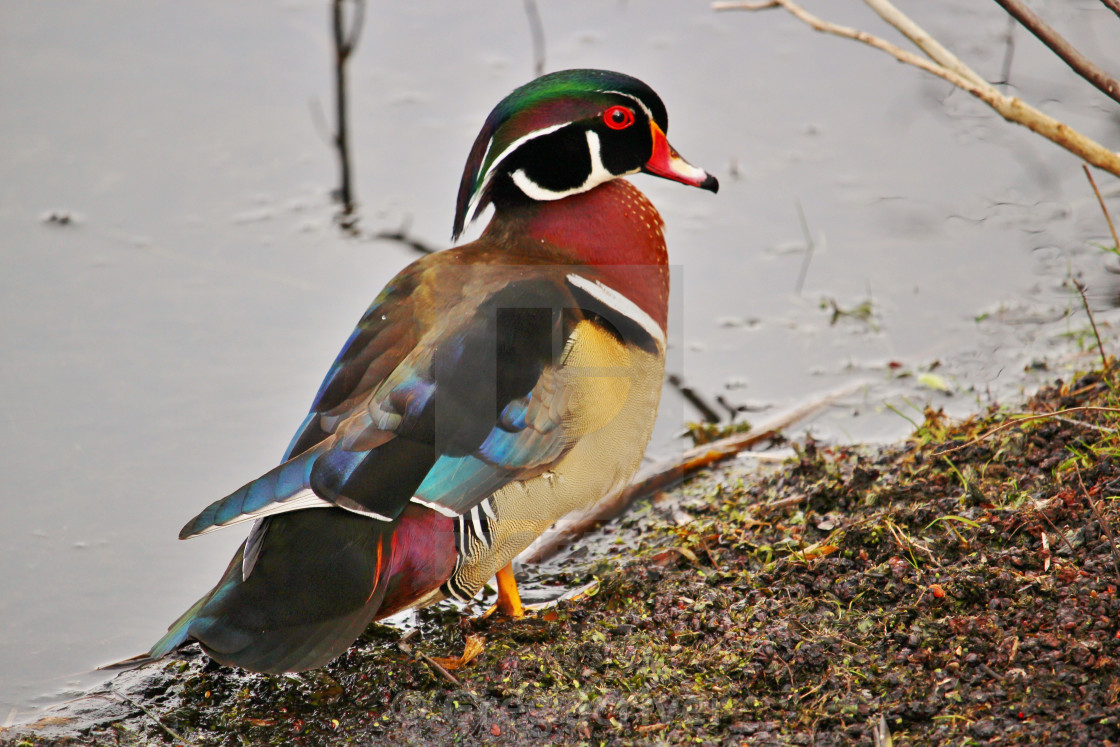 "Male Wood Duck" stock image