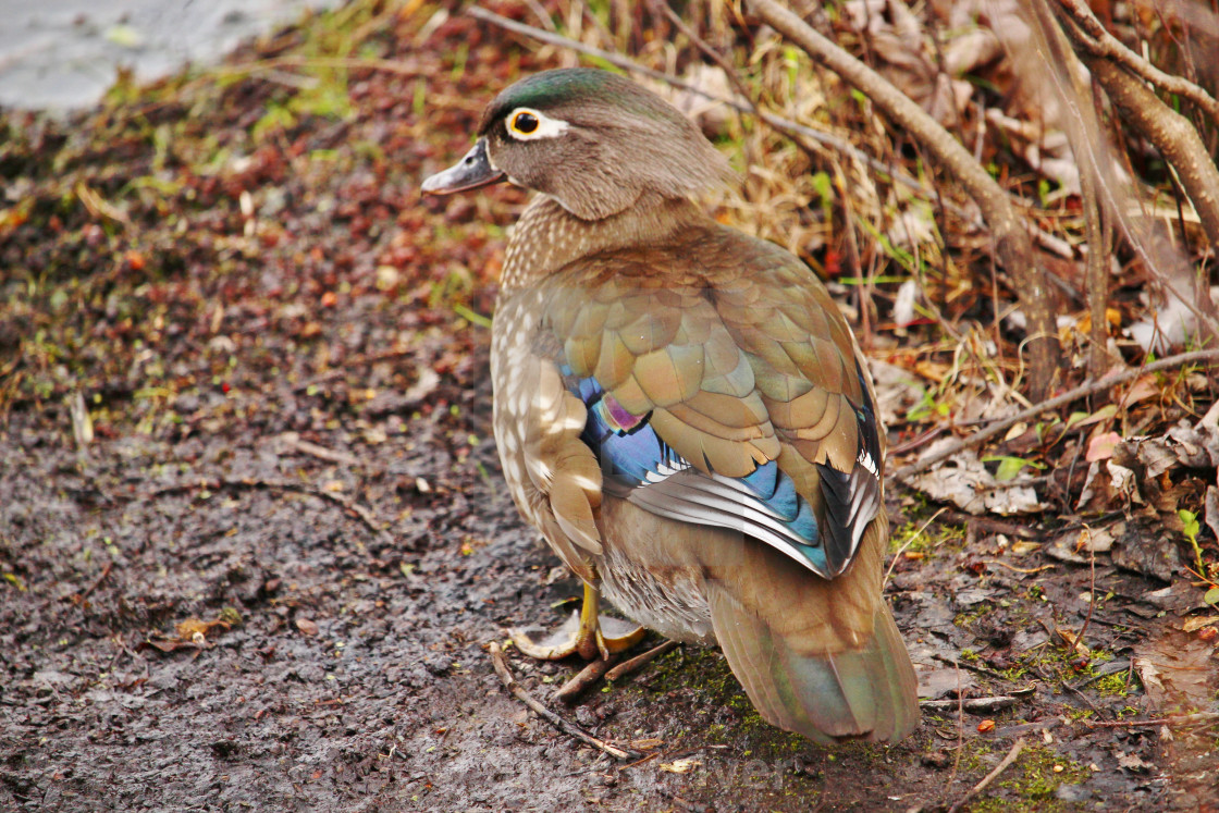 "Female wood duck" stock image