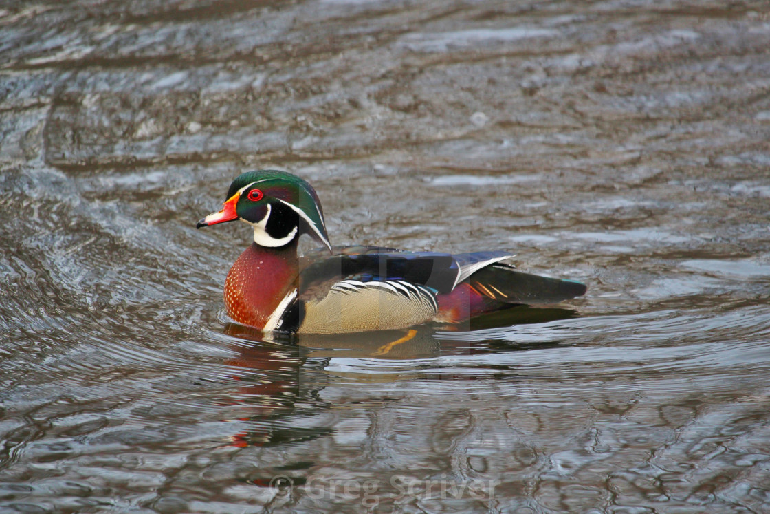 "Male Wood Duck" stock image