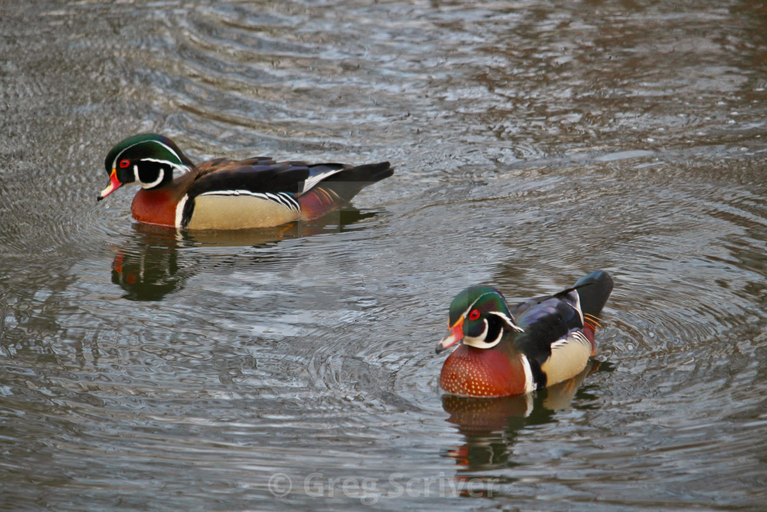 "Male Wood Ducks" stock image