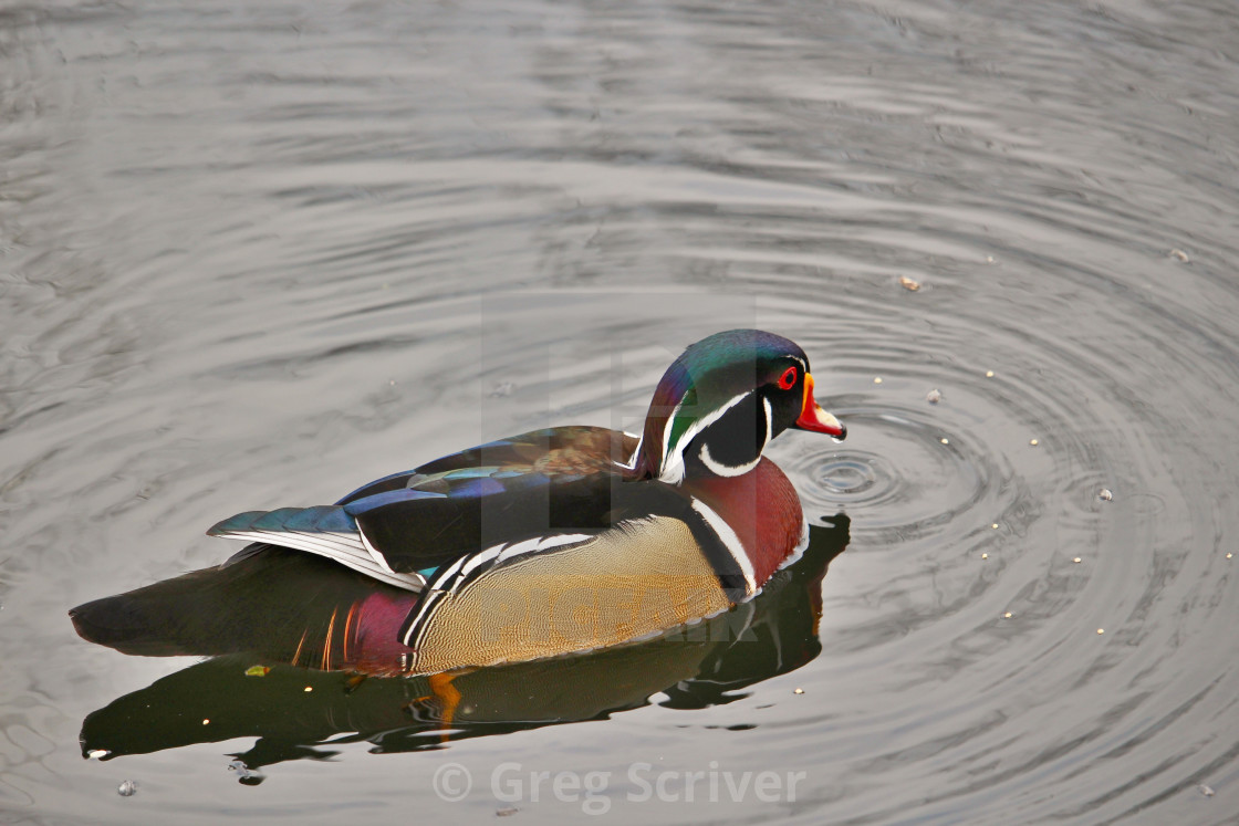 "Male Wood Duck" stock image