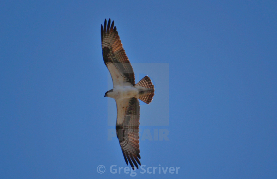 "Osprey Hawk" stock image