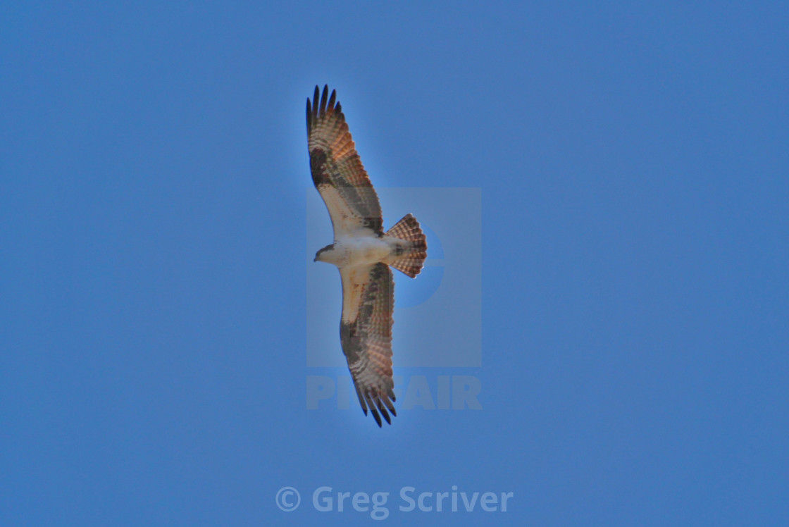 "Osprey Hawk" stock image