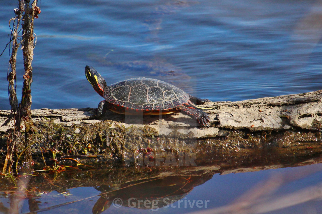 "Painted Turtle" stock image