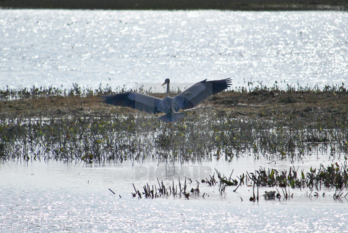 "Great Blue Heron" stock image