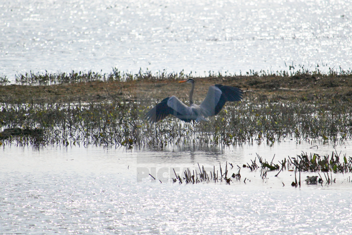 "Great Blue Heron" stock image