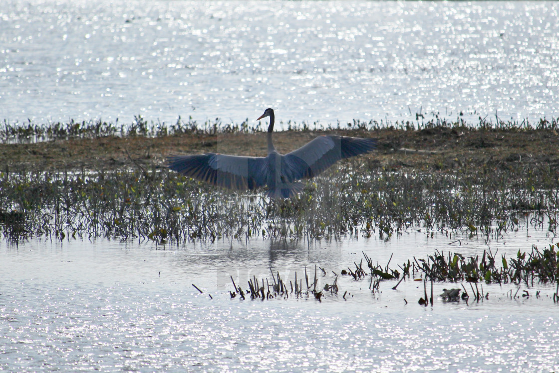 "Great Blue Heron" stock image