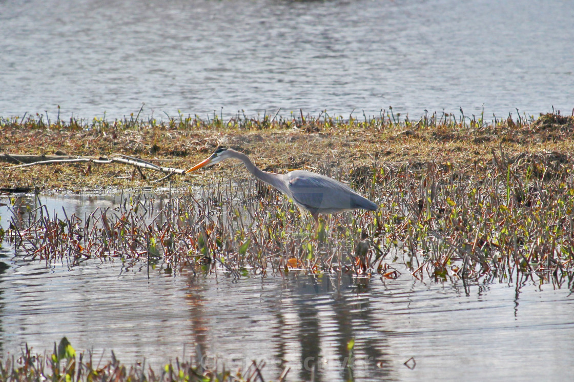 "Great Blue Heron" stock image