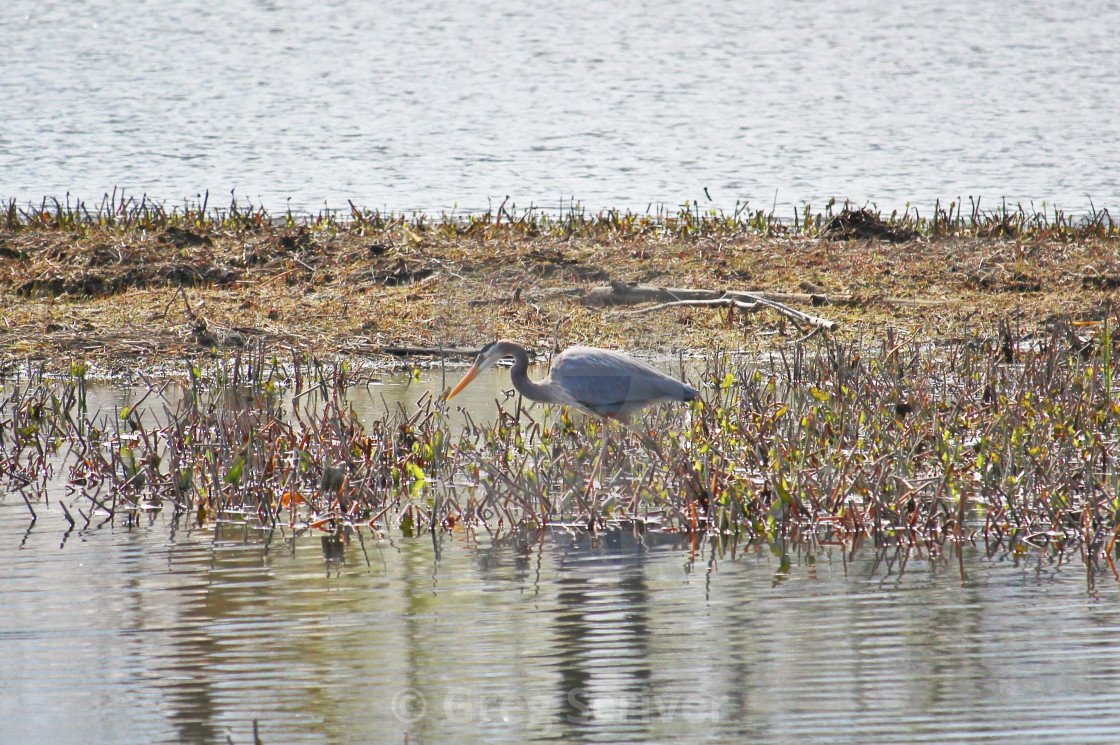 "Great Blue Heron" stock image