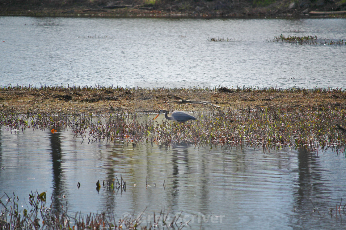 "Great Blue Heron" stock image