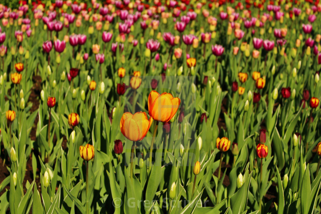 "Tulip" stock image