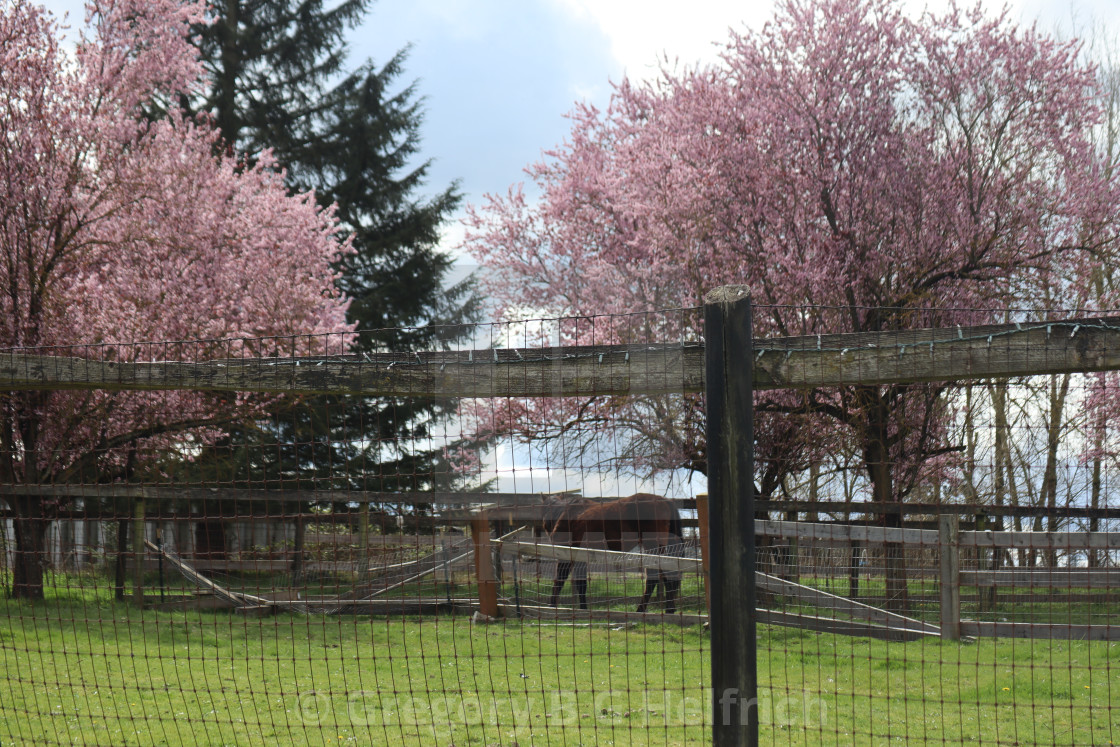 "A Horse amongst its Own Blossoms" stock image