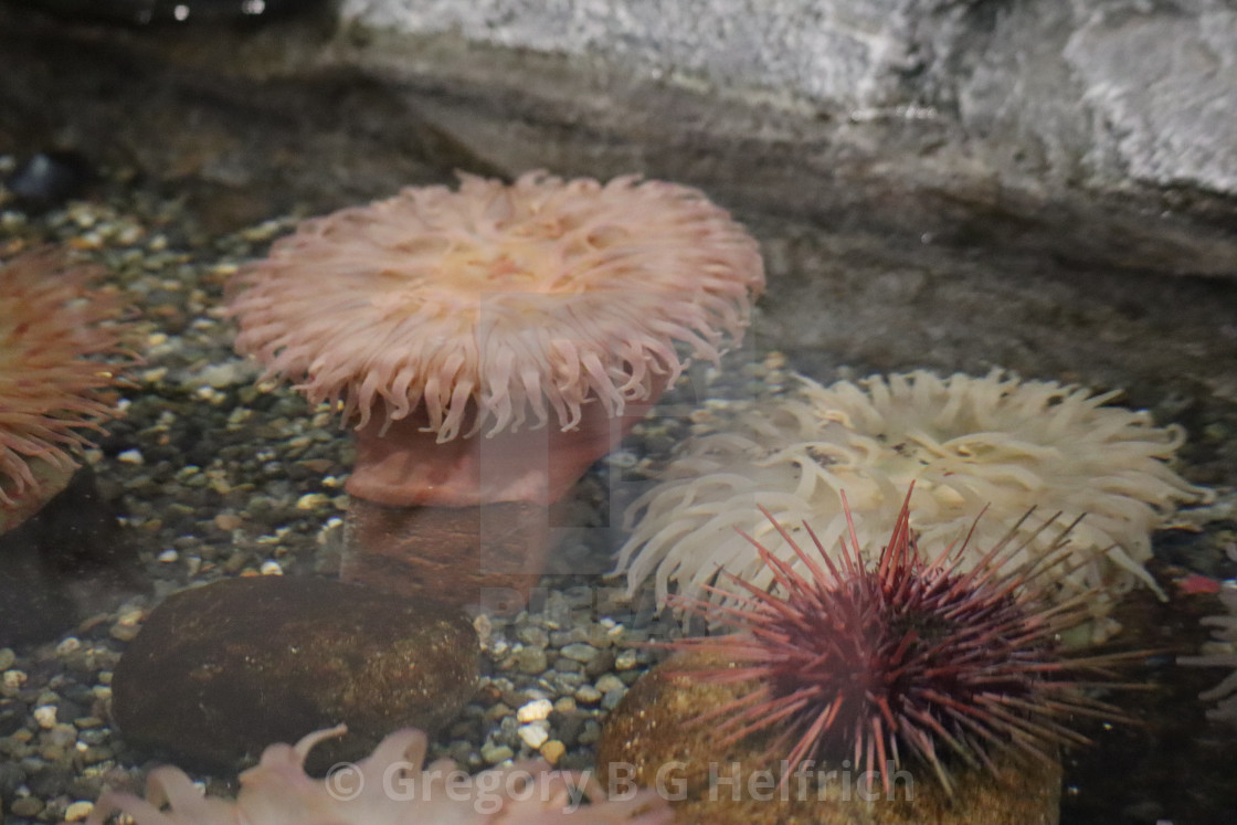 "Sea Rock Life that can be Touched in the Zoo" stock image