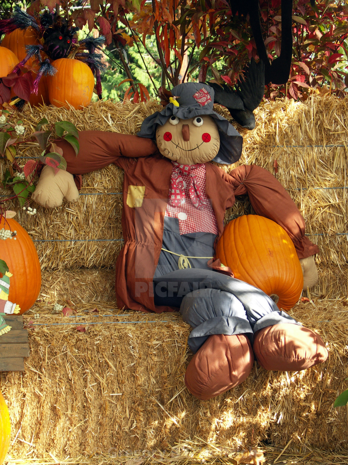 "Scare Crow in Pumpkin Patch" stock image