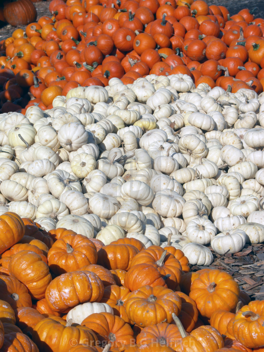 "White Pumpkin Pile Between Orange Pumpkin Pile" stock image