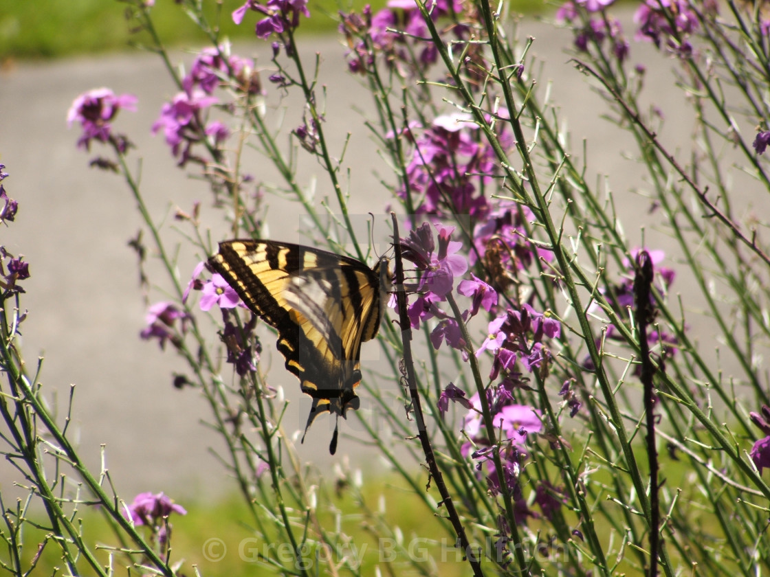 "Mountain Flowers with Butterfly" stock image