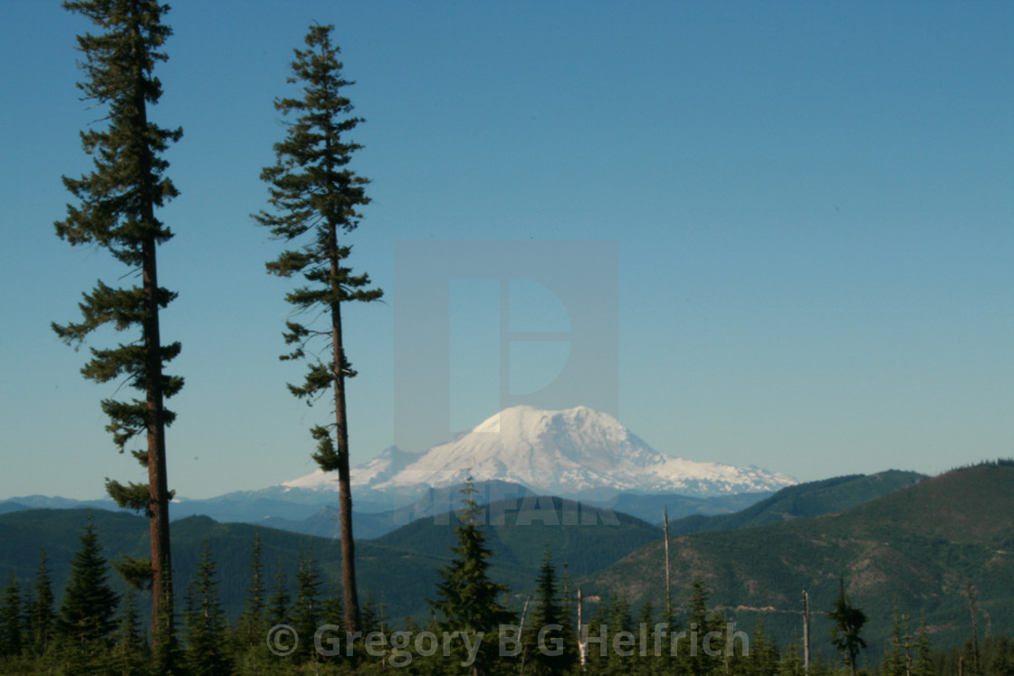 "Two Trees to Left of Mt. Rainier" stock image