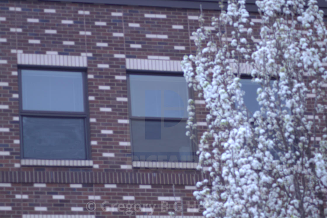 "Blossoms in front of Brick Stretto" stock image