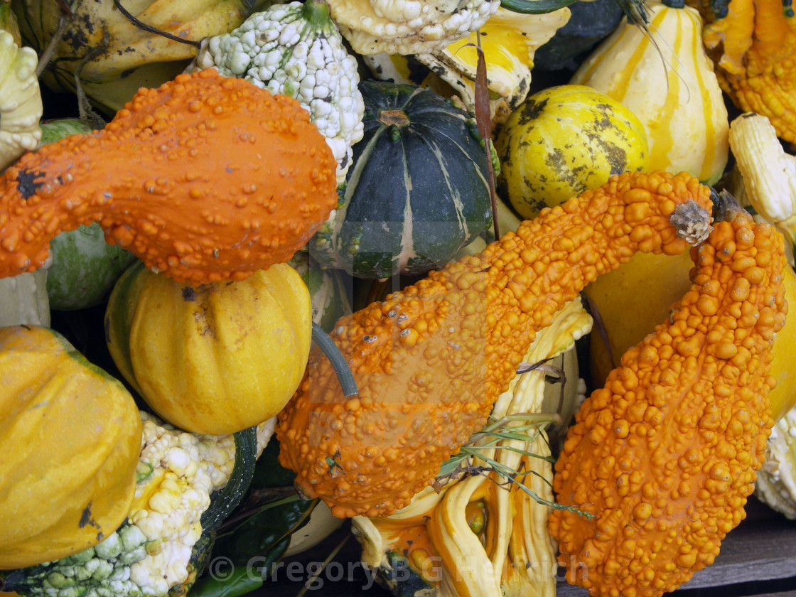 "Three Orange Wart Gourds at a Party" stock image