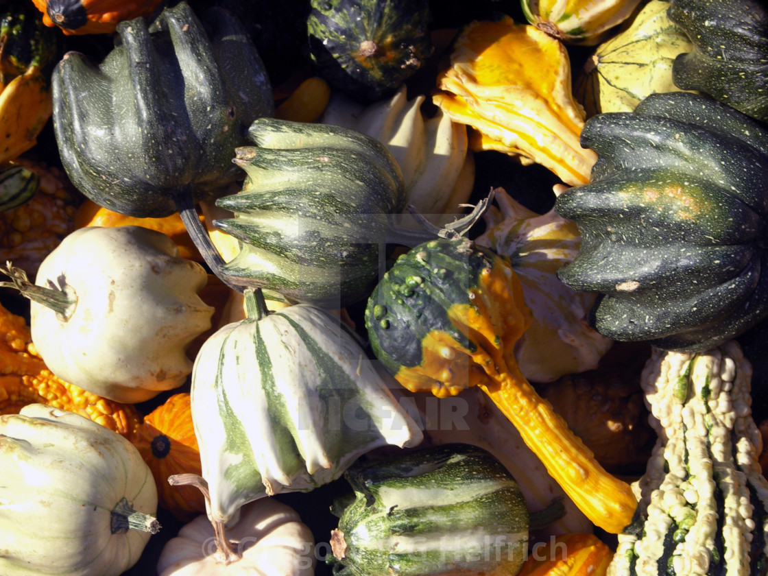 "Orange Stem with Green Base Gourd" stock image