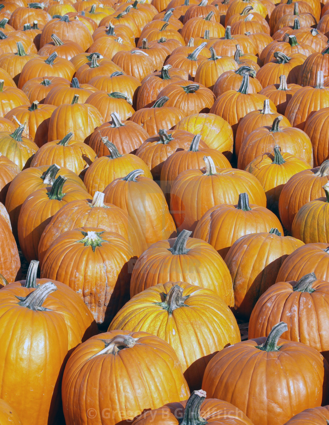 "Field Of Pumpkins" stock image