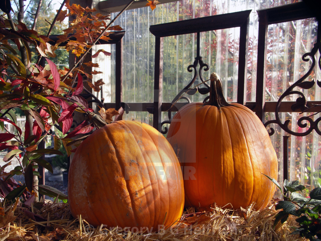 "Two Mature Pumpkins On Display" stock image