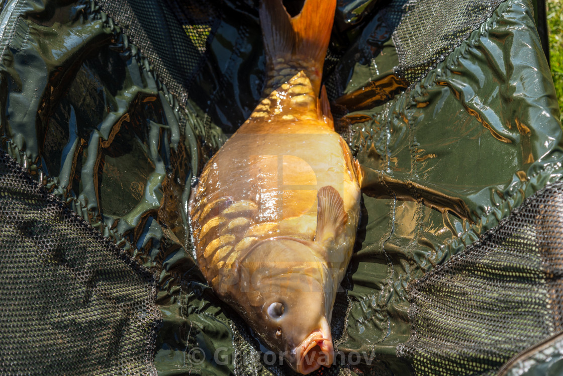 cyprinus tackle