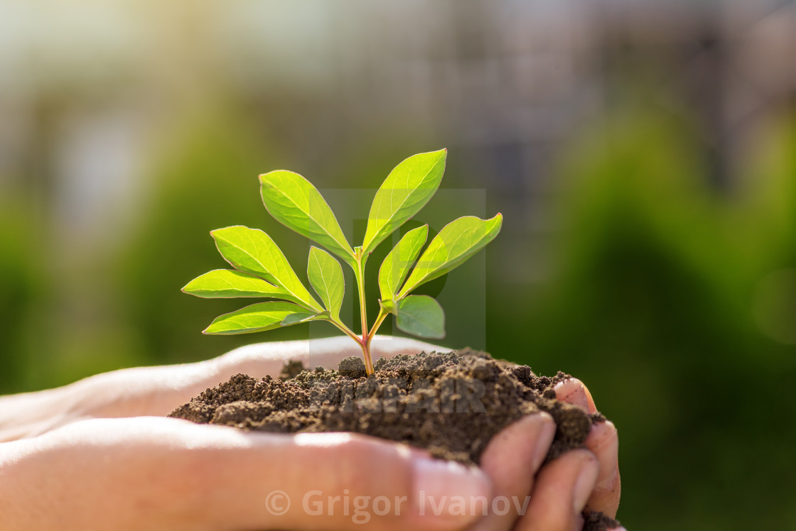 "Environment concept. hand holding young plant on green blur with" stock image