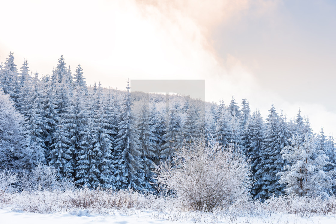 "Forest pine trees in winter covered with snow in evening sunligh" stock image